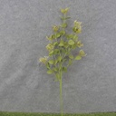 EUCALYPTUS SPRAY (SEEDED) X9 31"