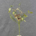 21" MIXED FOLIAGE/SUCCULENT BUSH