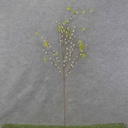 PUSSY WILLOW TWIG SPRAY 41" GREEN