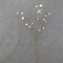 CHERRY BLOSSOM SPRAY X3 40&quot;  CREAM/WHITE