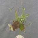 MIXED SUCCULENT & FERN SPRAY 18"