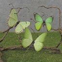 4.25" BUTTERFLIES 3-ASST GREEN PRINTED