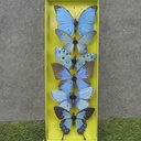 3" BUTTERFLIES BLUE ASSORTED PRINTED