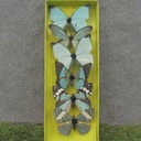 3" BUTTERFLIES BLUE/GREEN ASSORTED PRINTED
