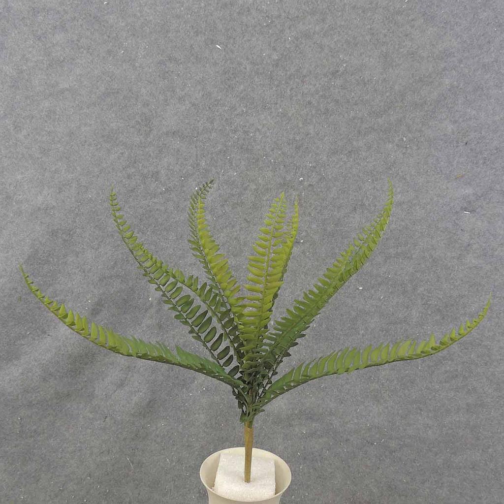 BOSTON FERN BUSH X12  14" 