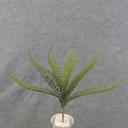 BOSTON FERN BUSH X12  14" 
