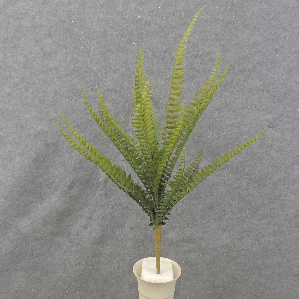 BOSTON FERN BUSH X20  22"