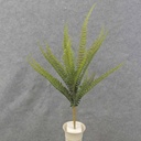 BOSTON FERN BUSH X20  22"