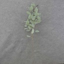 36" LEAF SPRAY X5 FROSTED GREEN