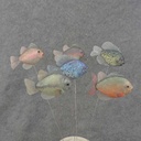 FISH ASSORTMENT 4.25"x3" ON 10" PICK