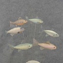 FISH ASSORTMENT 4.5"x2.25" ON 10" PICK