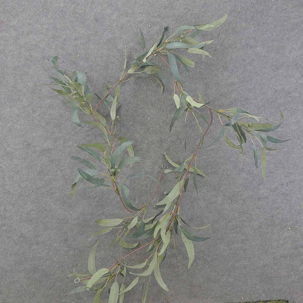 6' EUCALYTUS LONG LEAF GARLAND W/150 LVS