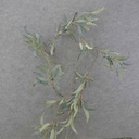 6' EUCALYTUS LONG LEAF GARLAND W/150 LVS