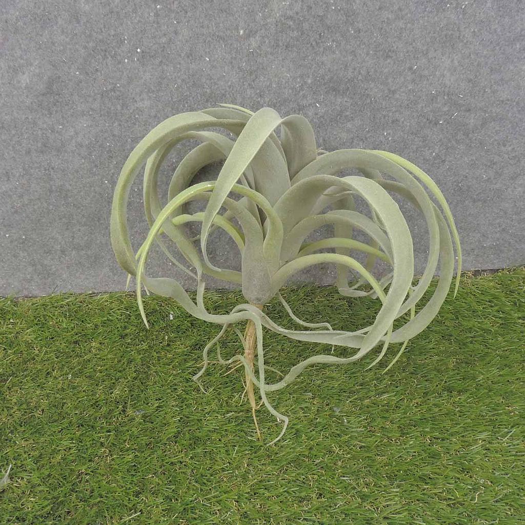 10.5" AIR PLANT DUSTY GREEN