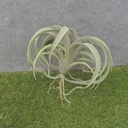 AIR PLANT 10.5&quot; DUSTY GREEN