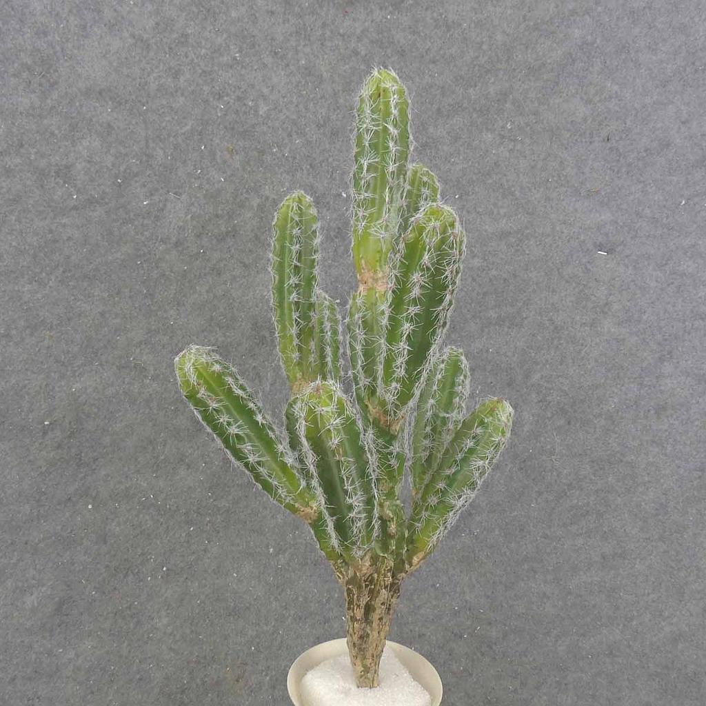 17" CACTUS PLANT (SAN PEDRO)