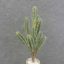 CACTUS PLANT 17" (SAN PEDRO)