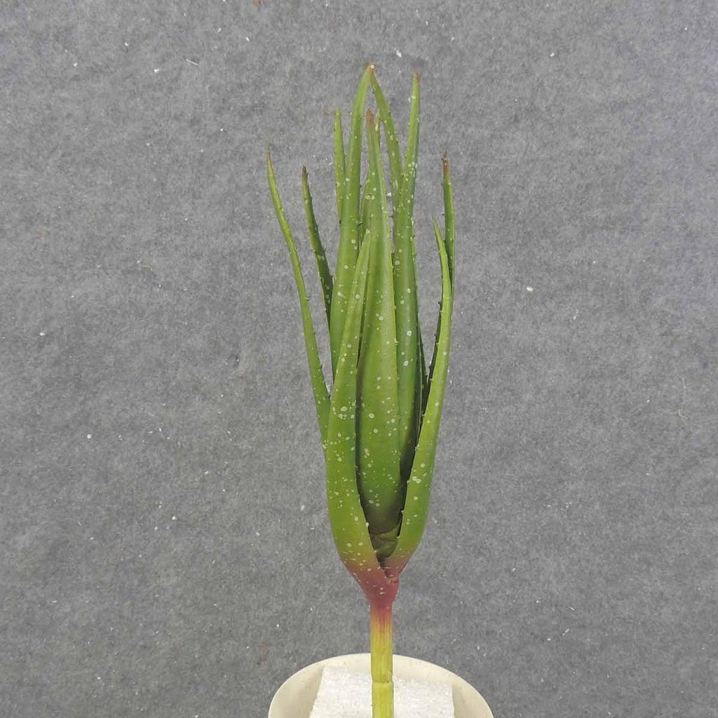 12" ALOE VERA PLANT