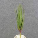 12" ALOE VERA PLANT