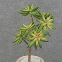9" SUCCULENT PICK X6 GREEN