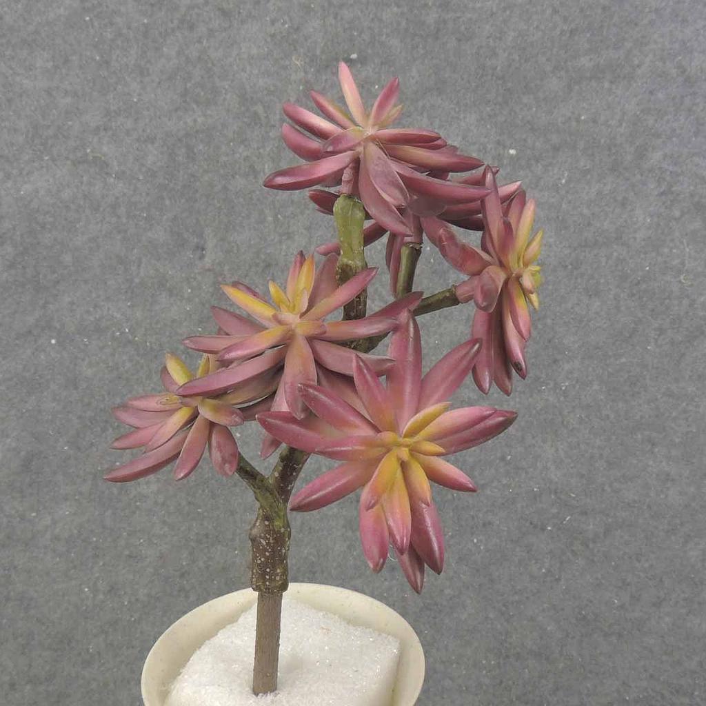 9" SUCCULENT PICK X6 PURPLE