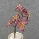 9" SUCCULENT PICK X6 PURPLE