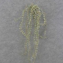 28" BUTTON FERN VINE X5