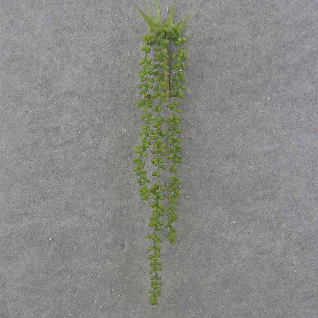 BUTTON JADE VINE 25"