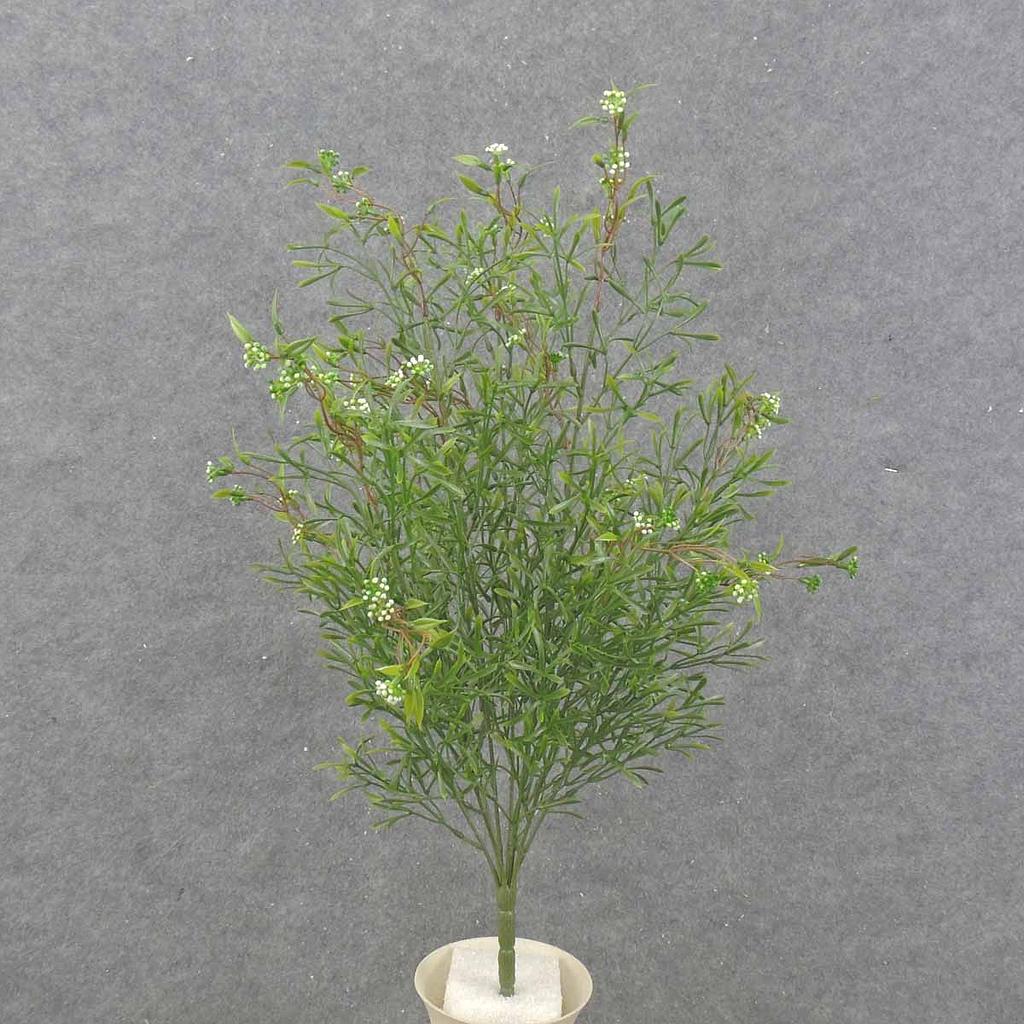 21" TARRAGON GRASS BUSH X9
