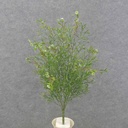 21" TARRAGON GRASS BUSH X9