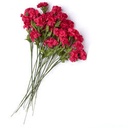 CARNATION X 3 HAPPINESS