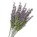CANDY TUFT 28"  X2 PURPLE