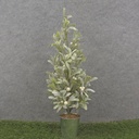 24" FROSTED MISTLETOE TREE WITH BERRIES