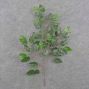 25" GREEN FICUS SPRAY X3