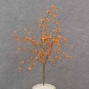 16" BITTERSWEET BUSH X5