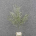 20" GREEN FERN BUSH X7 W/GLITTER