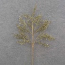 26" GOLD BRUSHED LEAF SPRAY