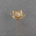 20" METALLIC GOLD POINSETTIA PICK (11"dia)