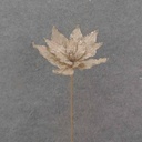 20" CHAMPAGNE POINSETTIA PICK W/GLITTER