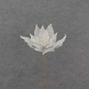 20" WHITE POINSETTIA PICK