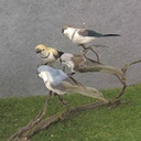 6.5" NEUTRAL FEATHER BIRD ASSORTMENT 4-ASST W/CLP