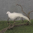 9&quot; WHITE DOVE W/FEATHER TAIL W/CLP