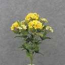 17" WAXFLOWER BUSH X10 YELLOW