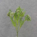 16" SEDUM BUSH X7 GREEN