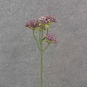 11.5" SEDUM STEM X5 LAVENDER