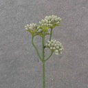 11.5&quot; SEDUM STEM X5 DUSTY GREEN