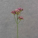 11.5" SEDUM STEM X5 BURGUNDY