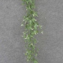 6' IVY GARLAND VARIGATED (PLASTIC)