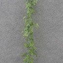 6' IVY GARLAND GREEN (PLASTIC)