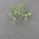 32" SILVER DOLLAR EUCALYPTUS SPRAY X5 GREEN